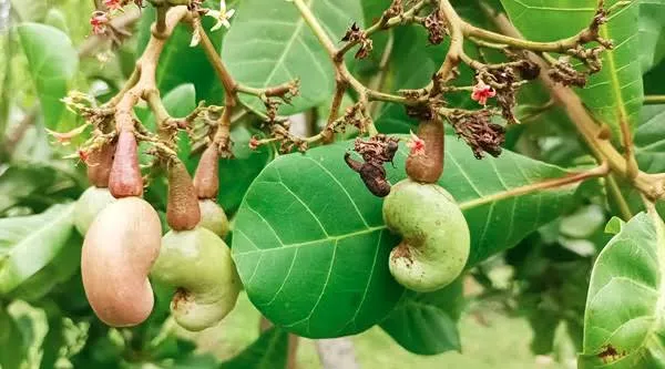 Welcast Cashew Nut Production